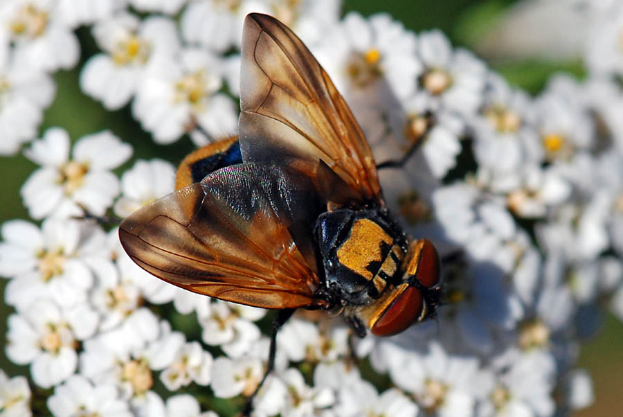 Phasia aurigera ♂ (Tachinidae)